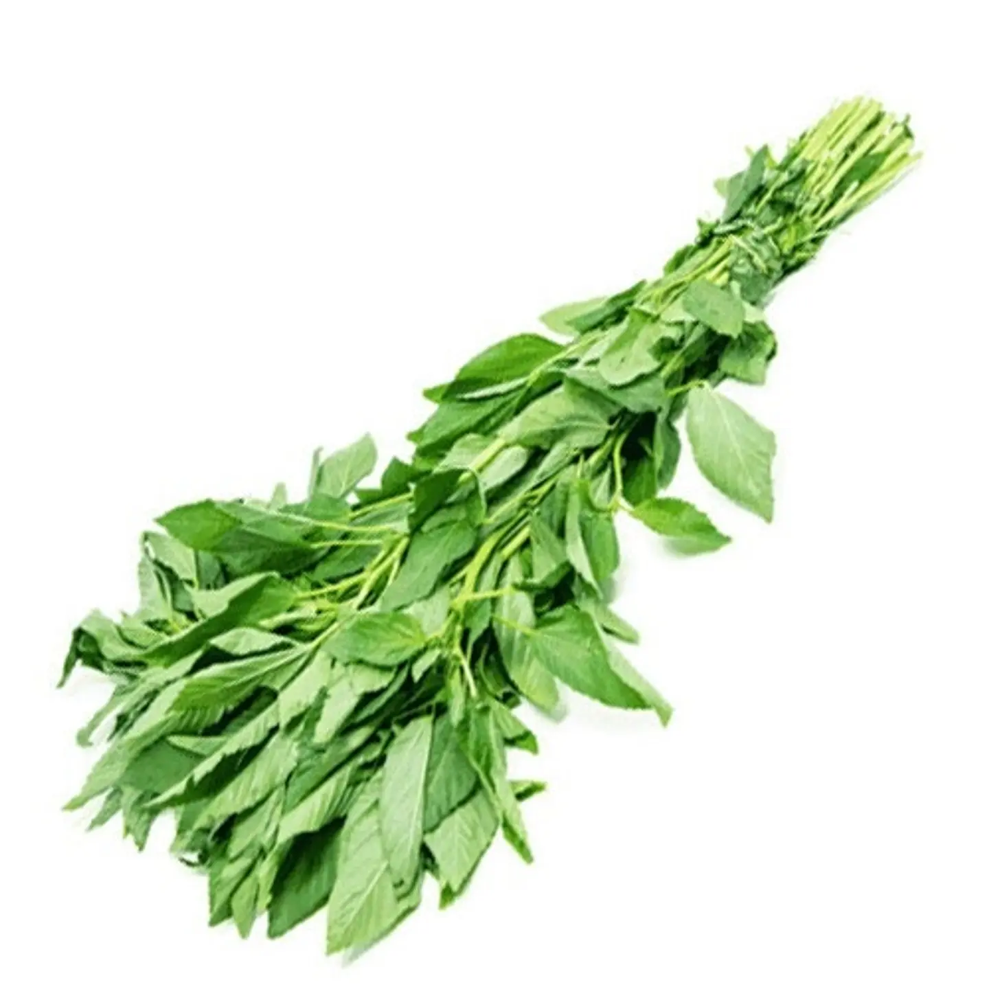ملوخیة مقطوف