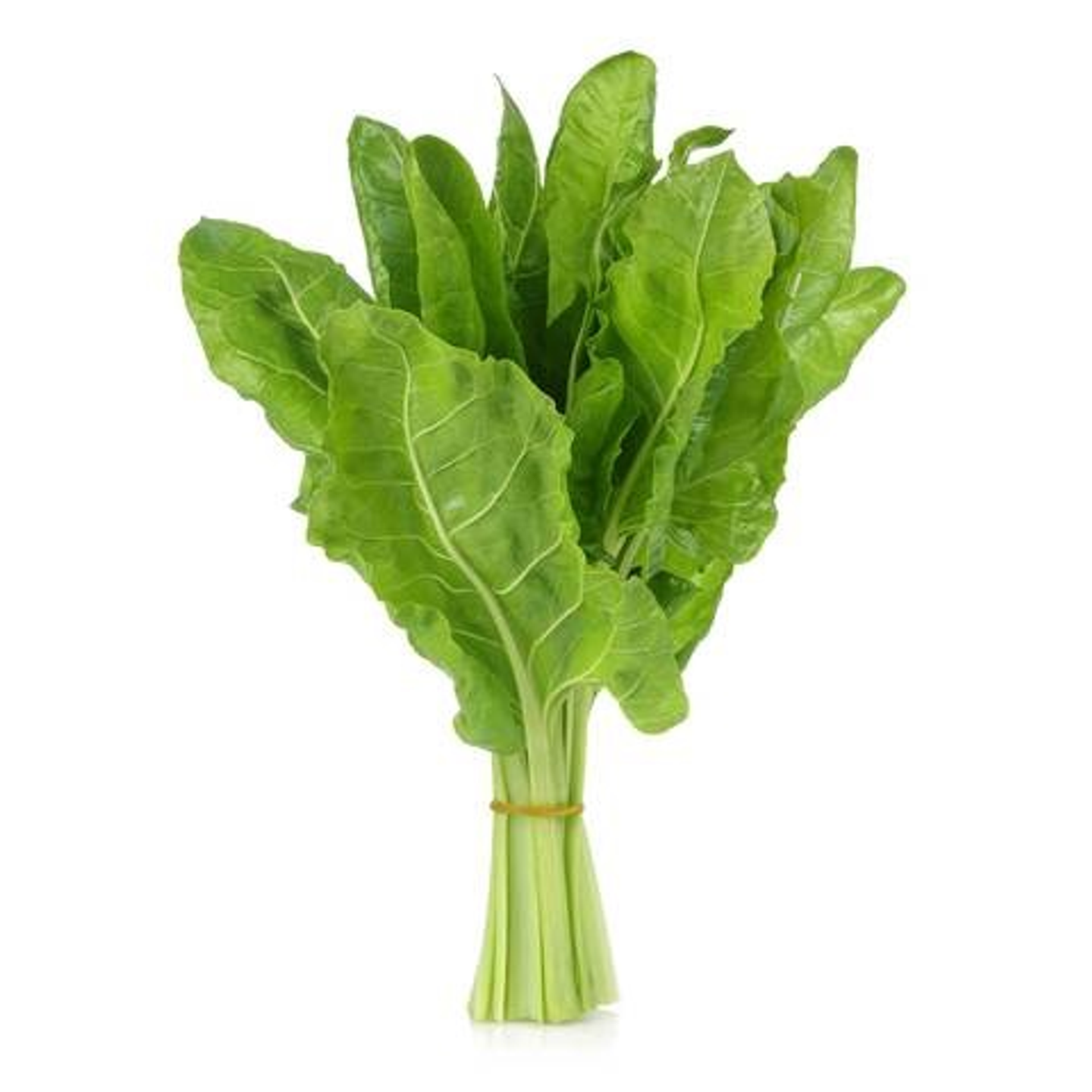 سلك