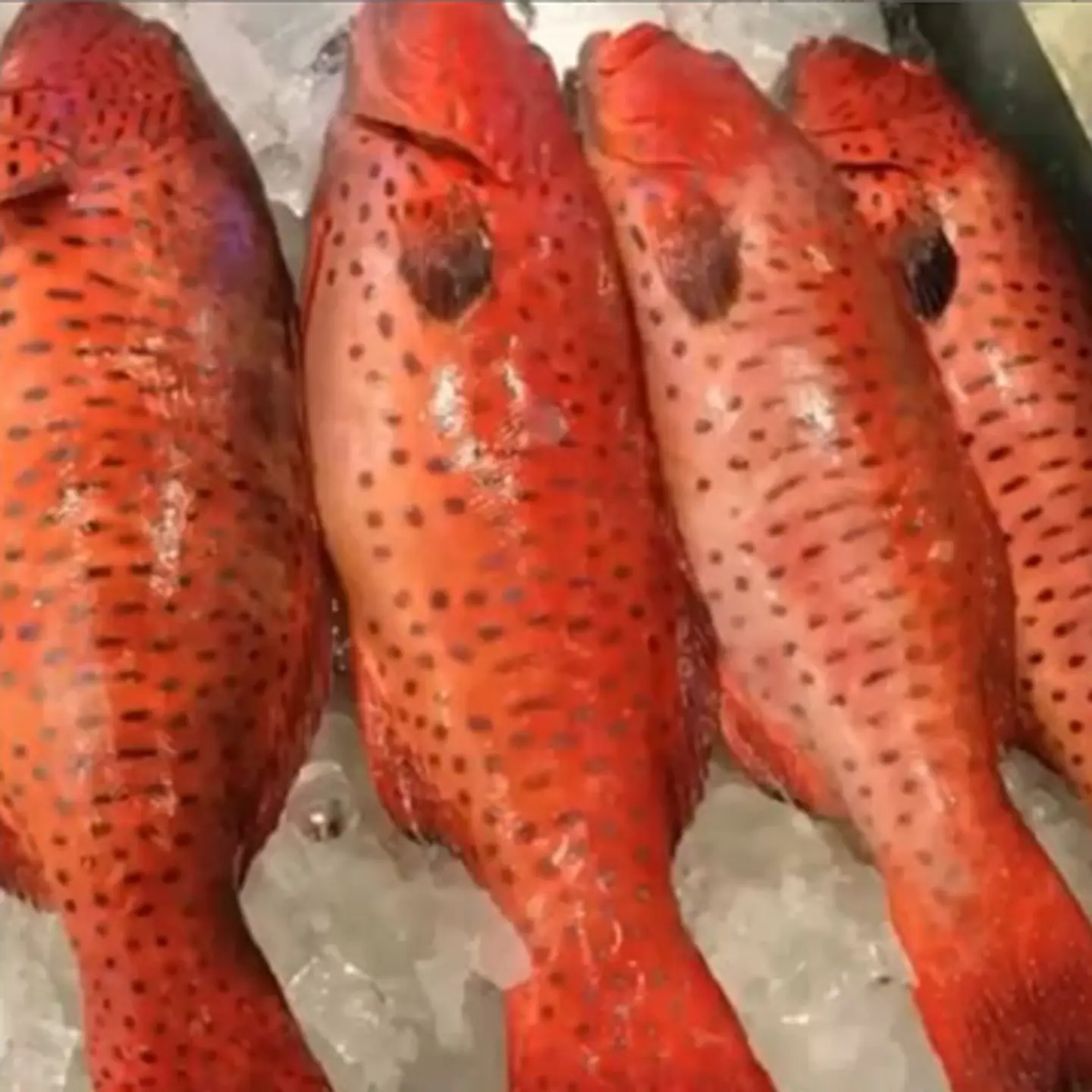 Nagel Fish - Kilo Of Fried