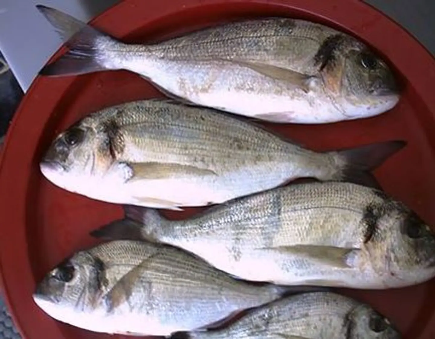 Denies Fish  - Kilo Of Fried