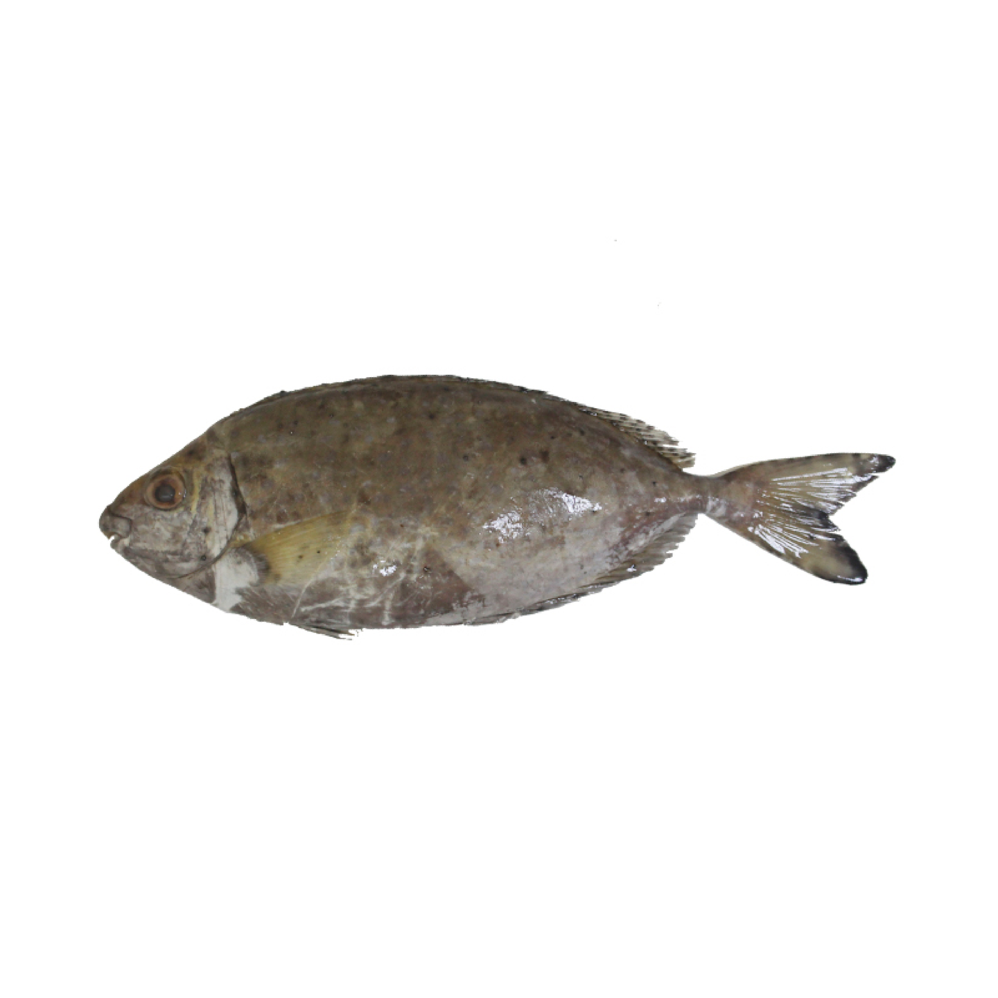 صافي - 250 جرام