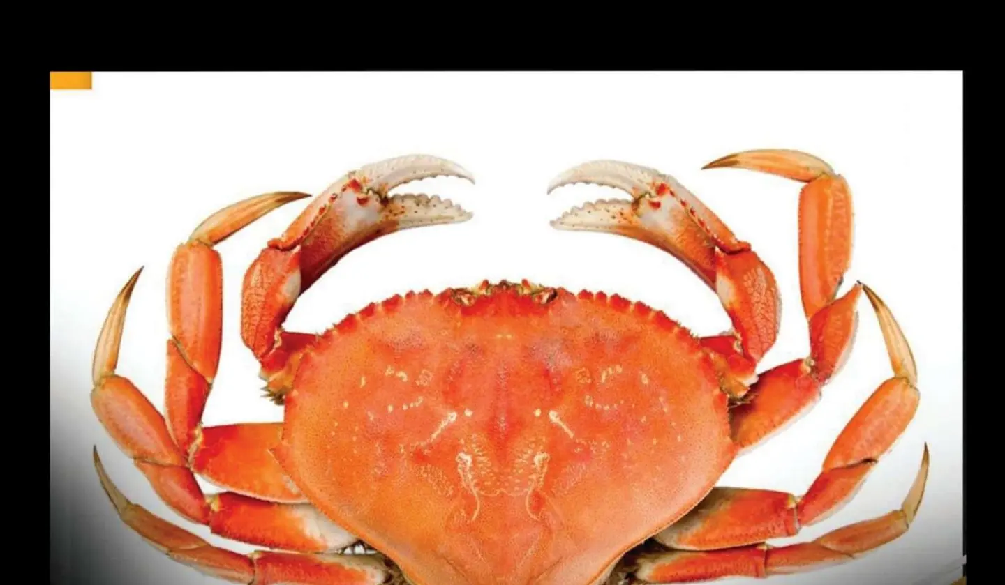 Cajun Crab - Medium
