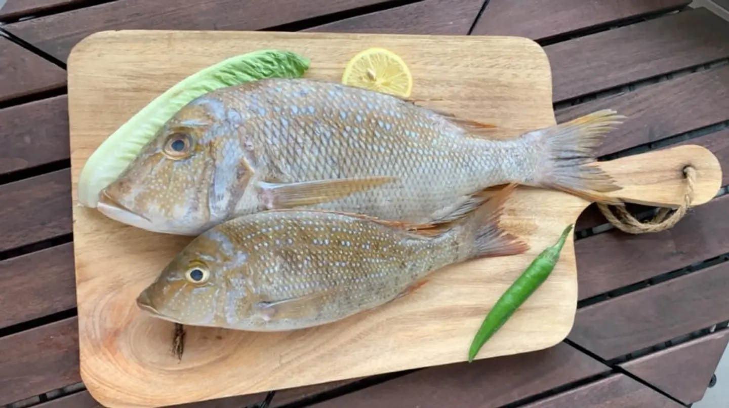 Emperor - Emperor Fish