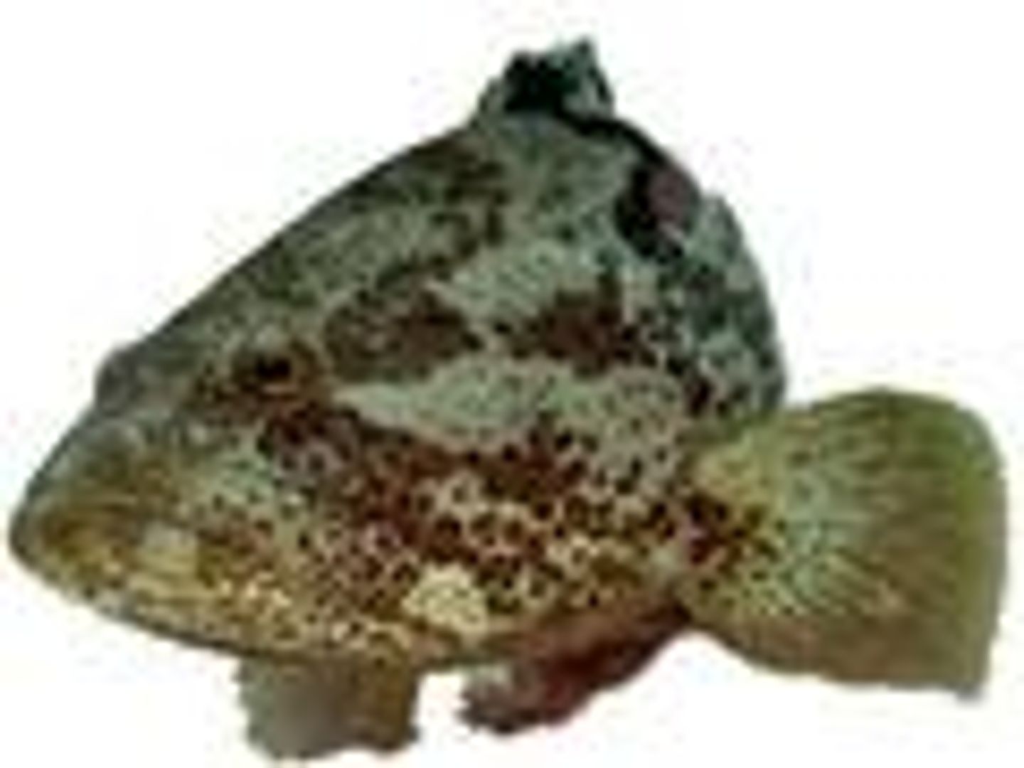 Hamoor Fish - Hamoor Fish