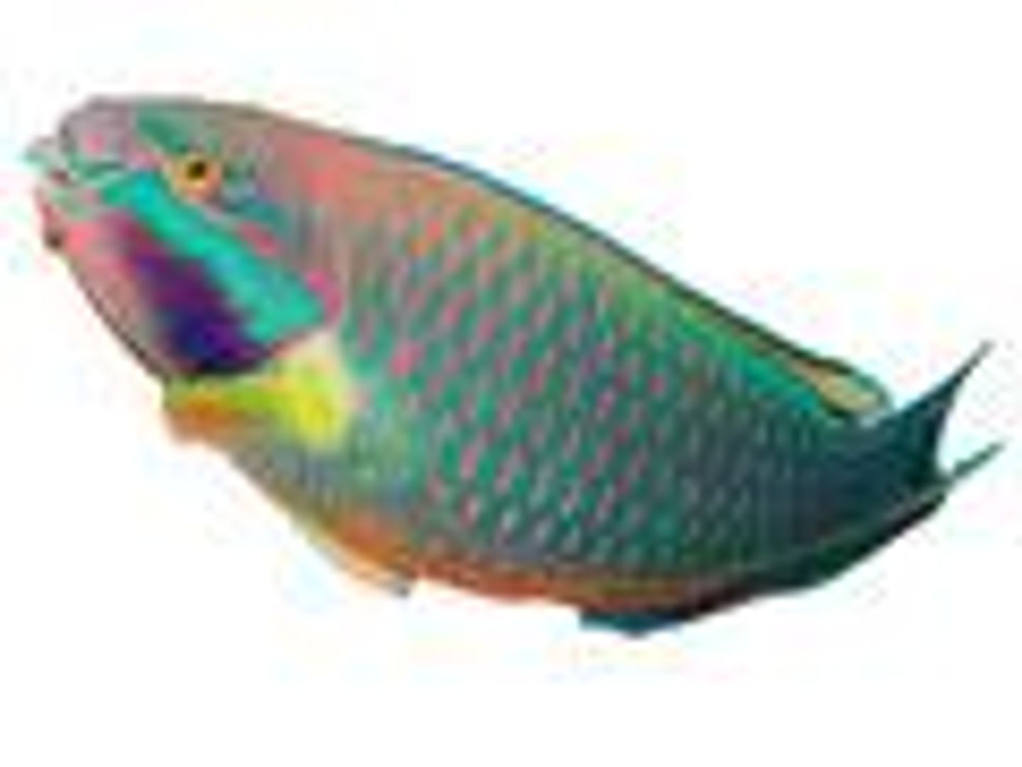 Hareed Fish - Hareed Fish
