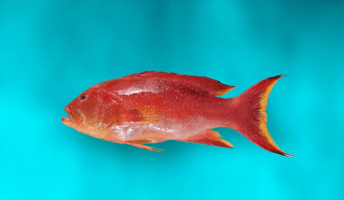 Sharifi - Fried Sharifi