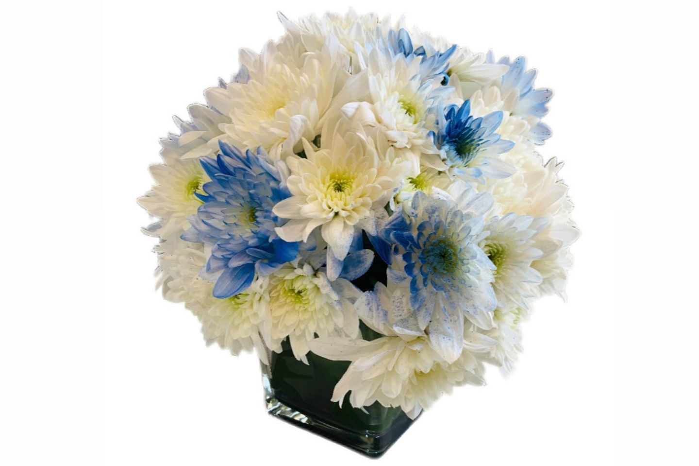 Chrysanthemum - Girls