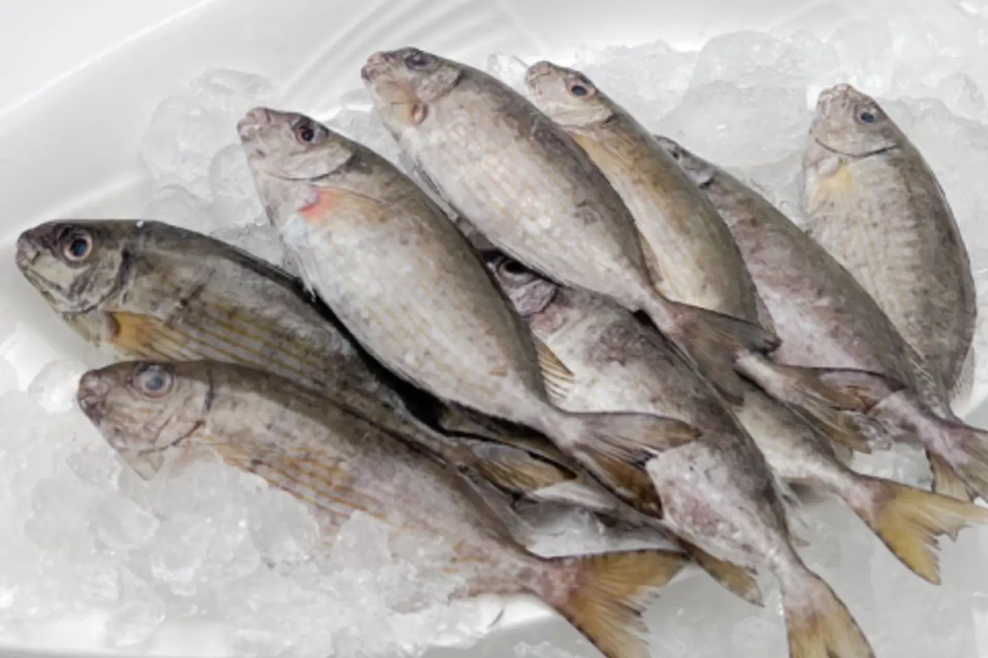 سيجان - ربع كيلو