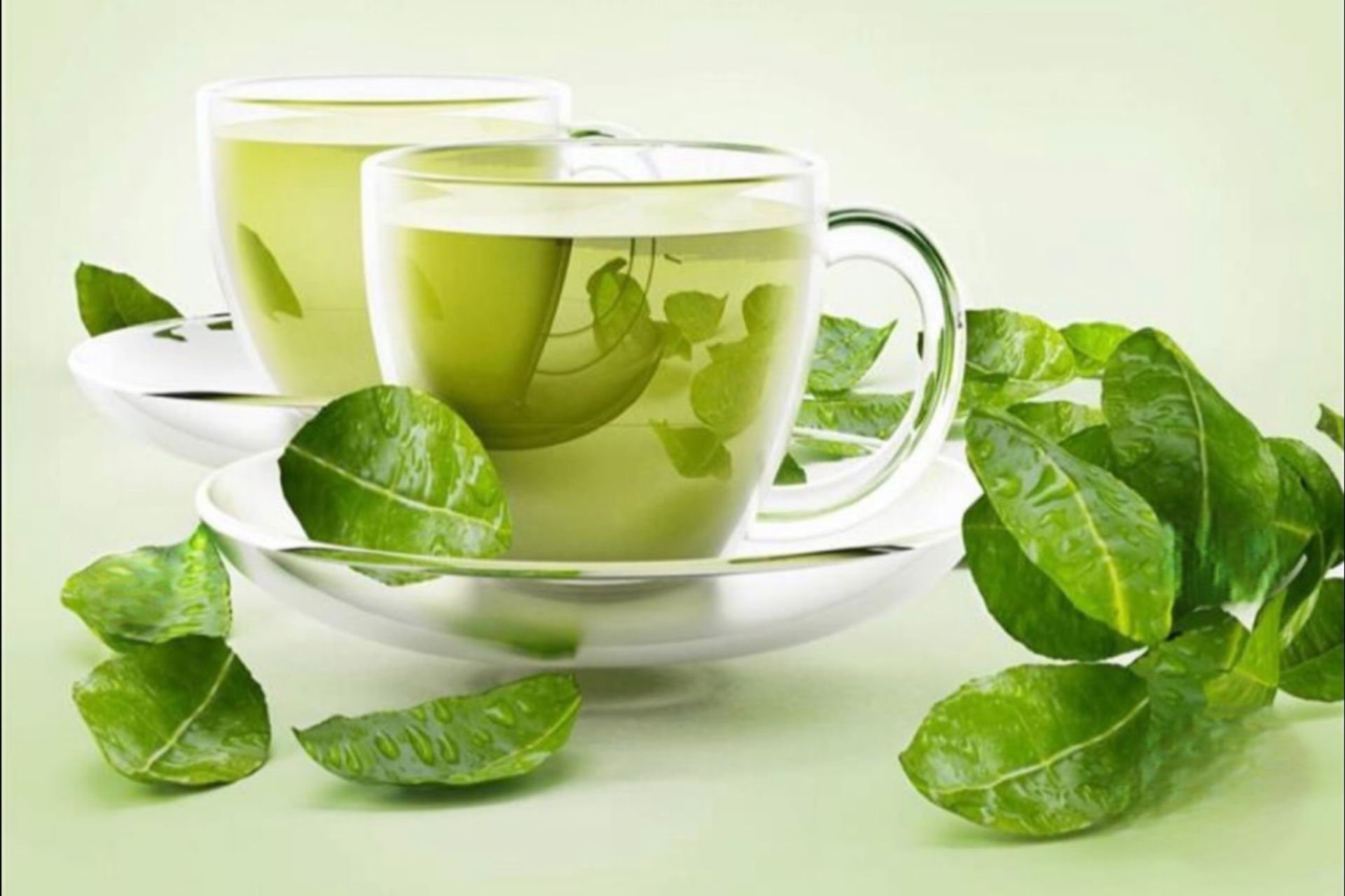 شاي اخضر - الترمس