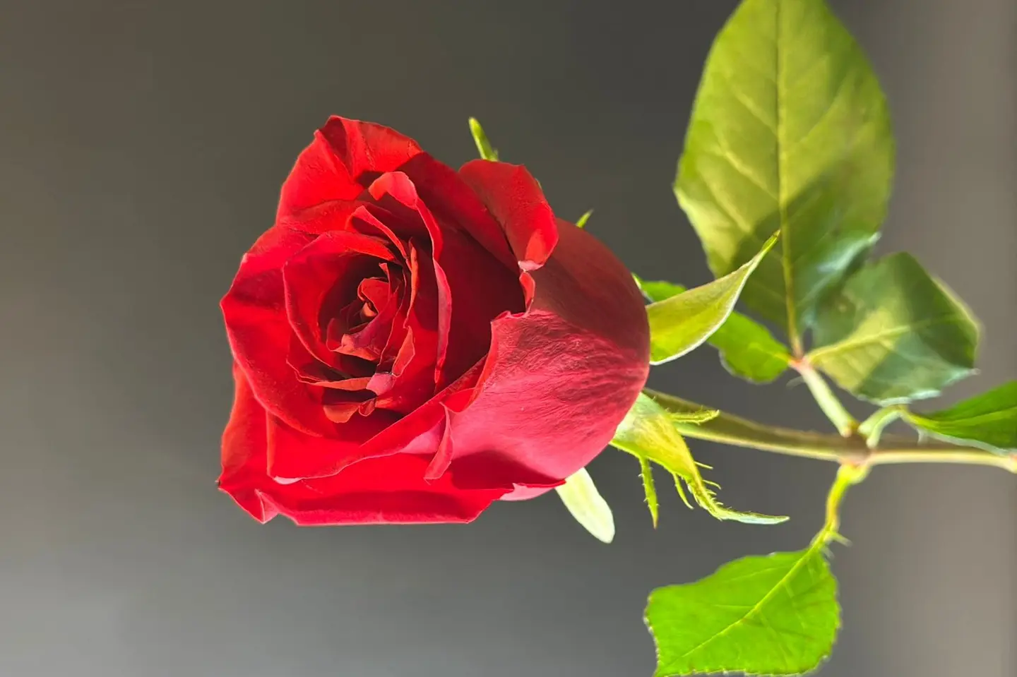 Single Flower - Red