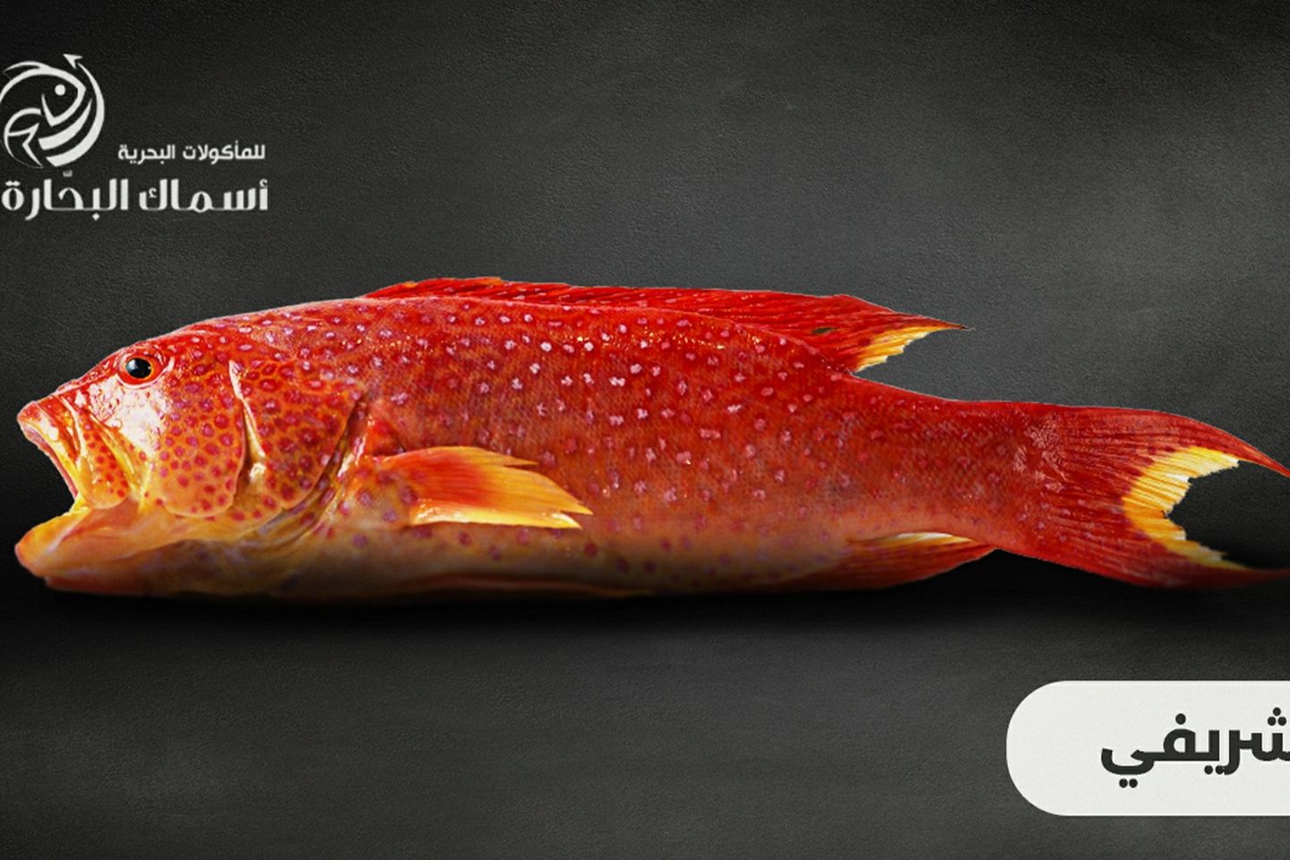 Sharifi Fish - Half Kilo 500g