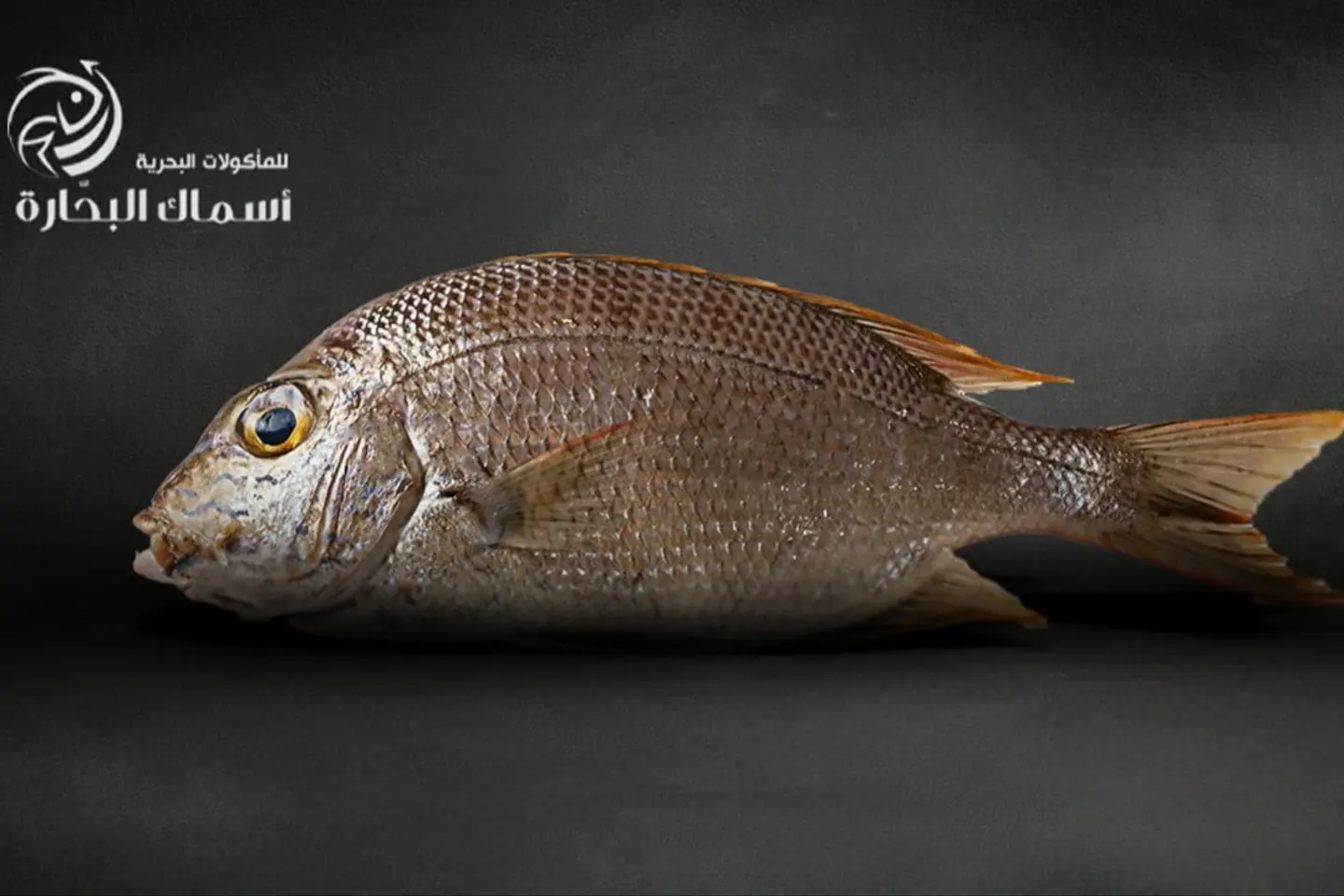 شعور قمر - نصف كيلو