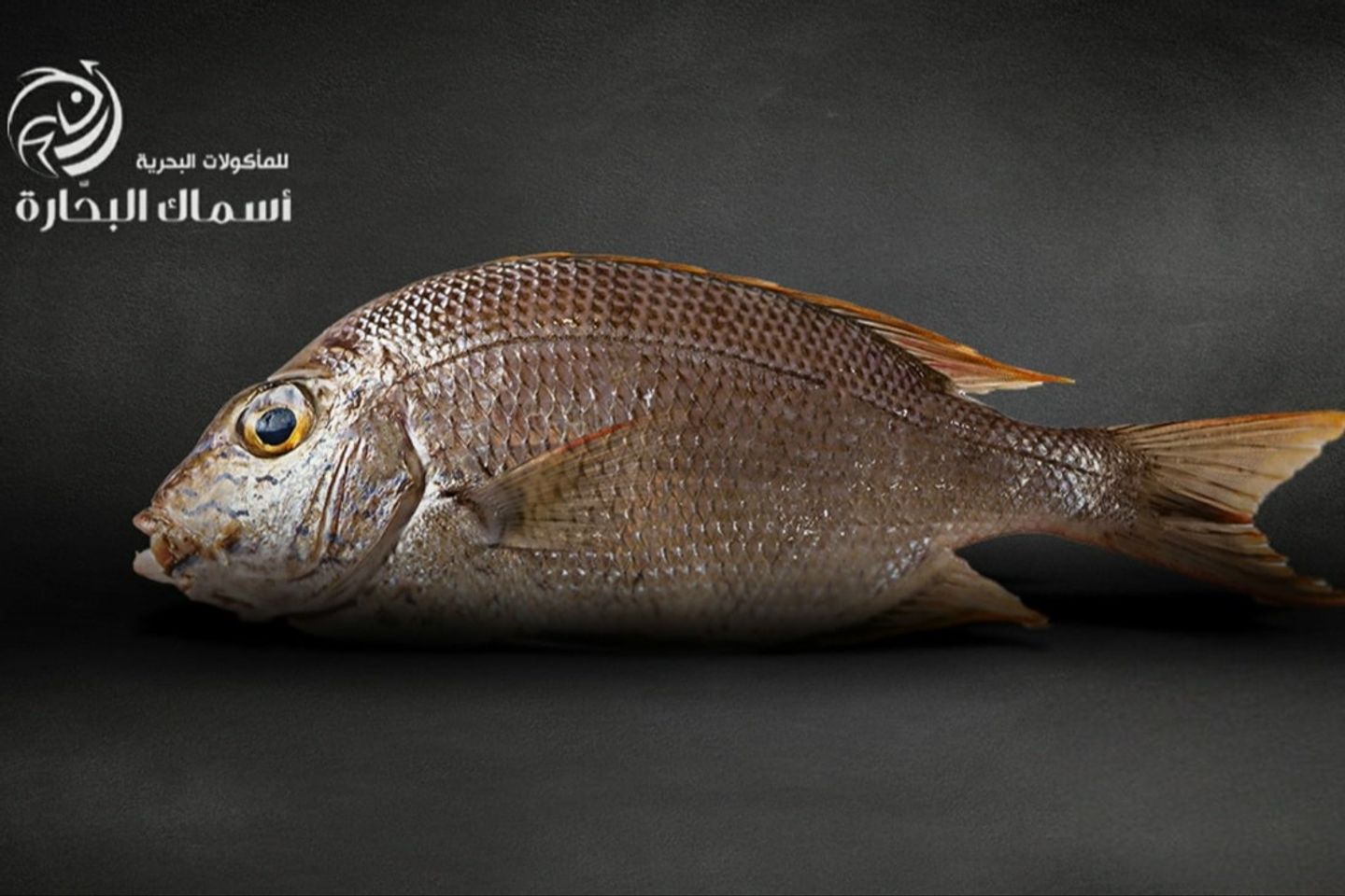 Emperor Qamar - Half Kilo 500g