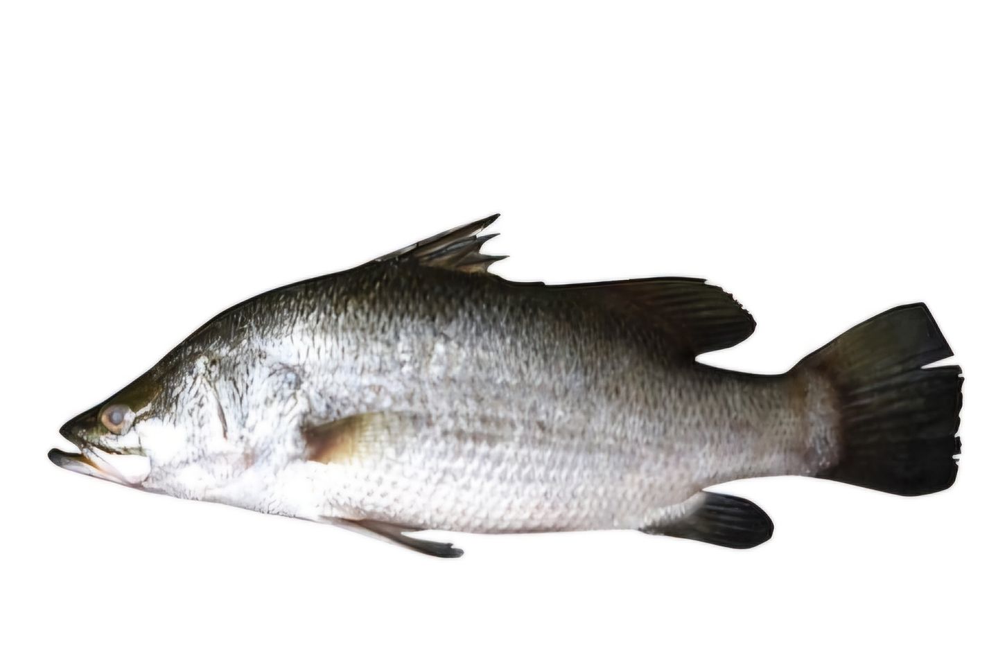 Seabass Offers - Fried