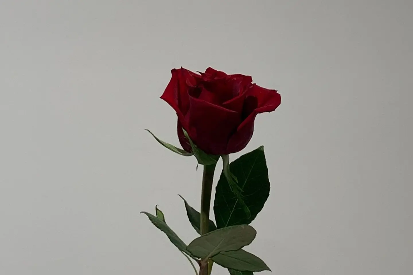 وردة جوري - جوري وردي