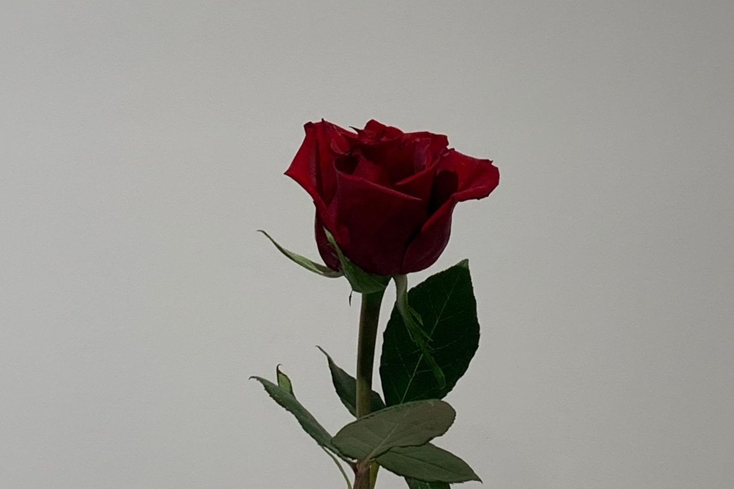 وردة جوري - جوري وردي