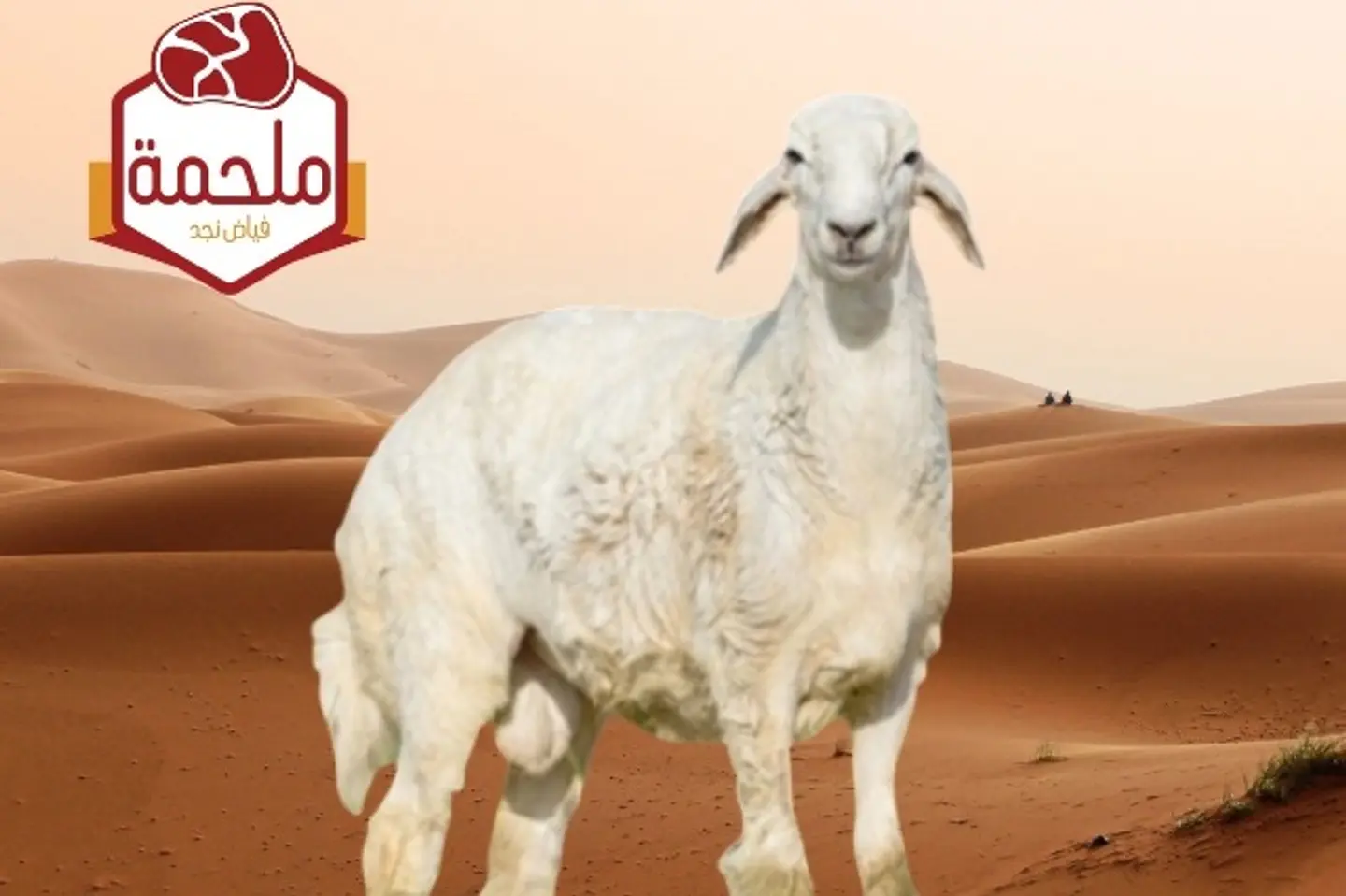 غنم حري هرفي - كامل