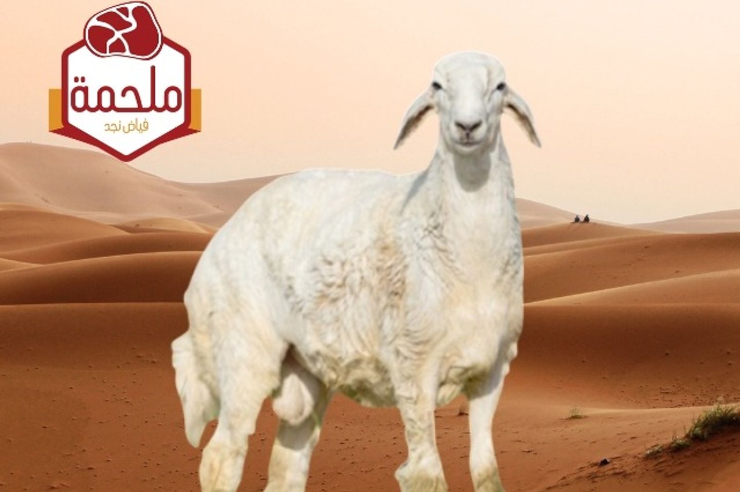 Haree Sheep - Full