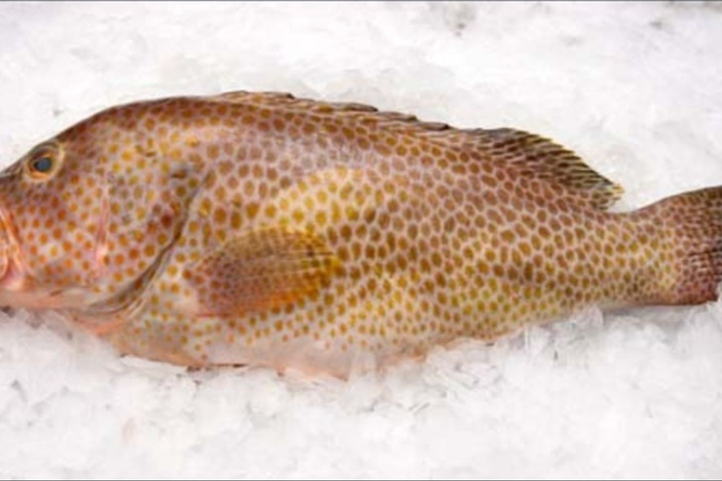 Grouper - Singari