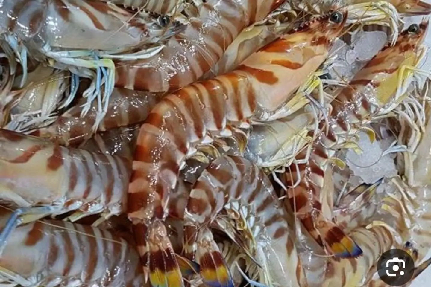 Jumbo Shrimp - 1/2 Killo
