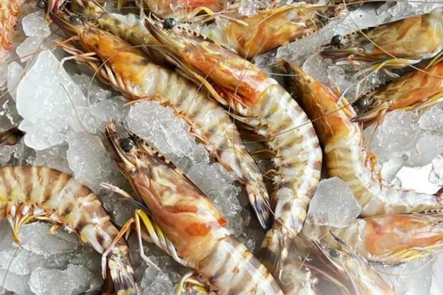 Medium Shrimp - 1/4 Killo