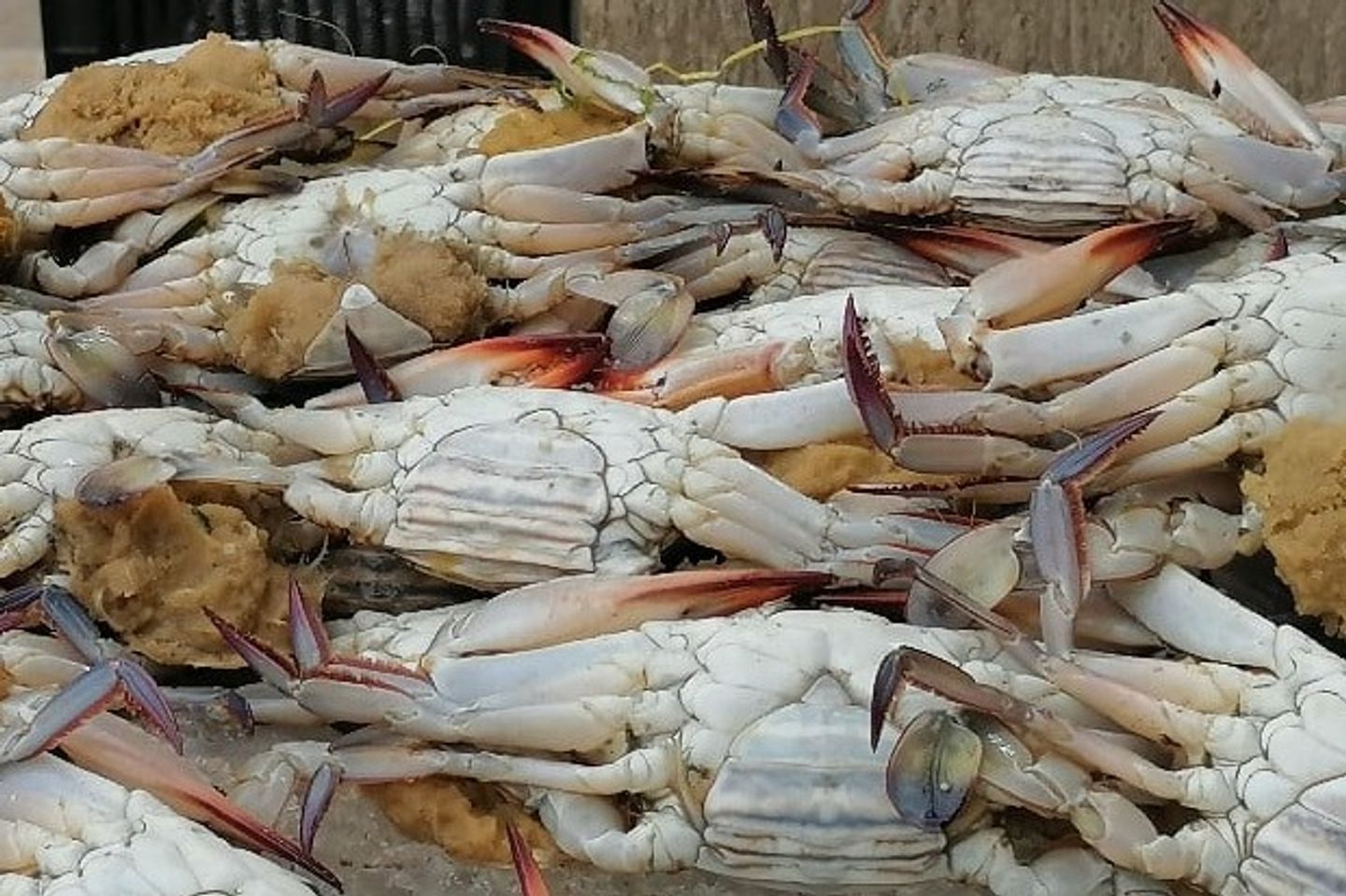 Crab - 1/2 Killo