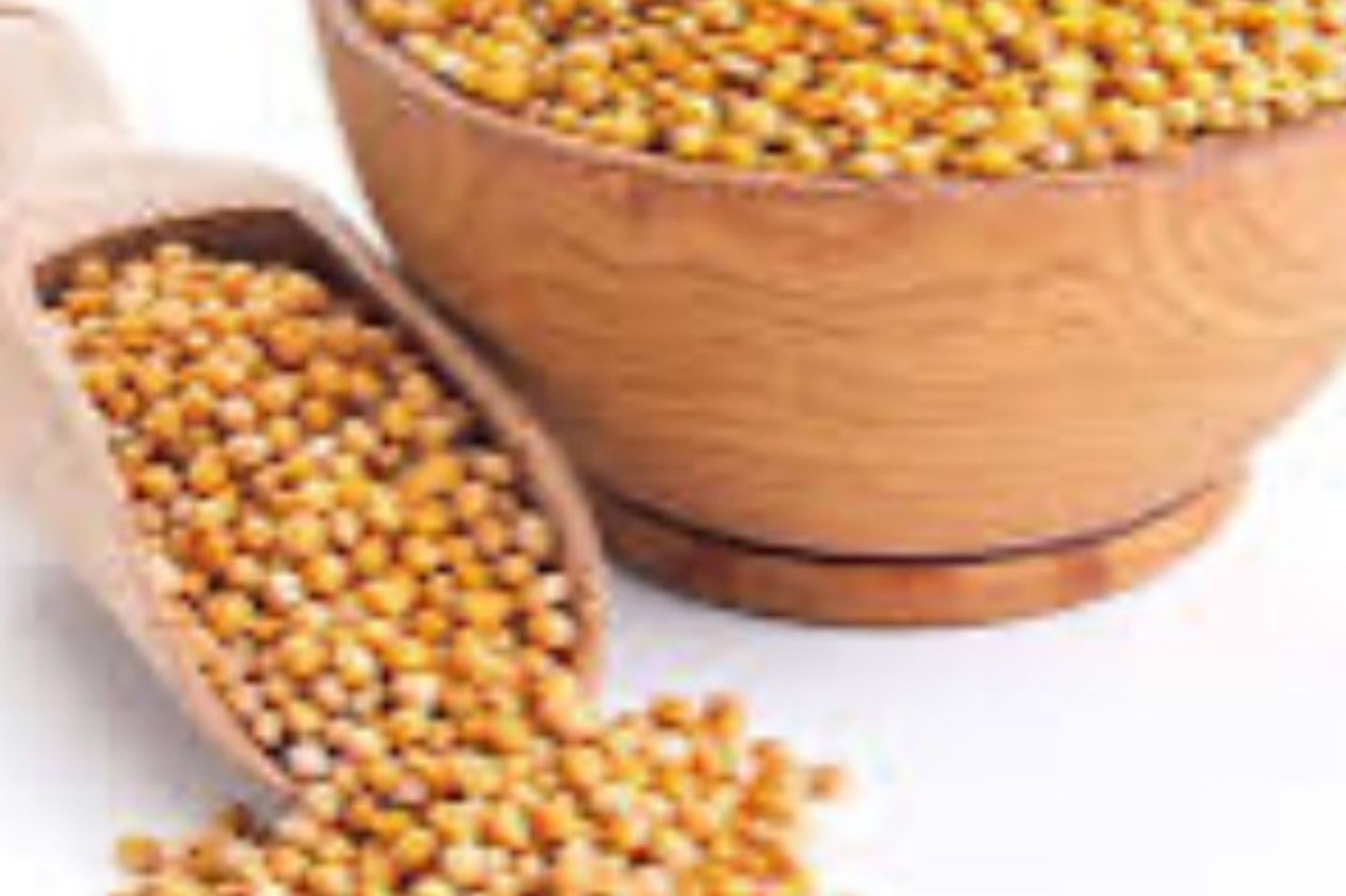 خردل ابيض - نص