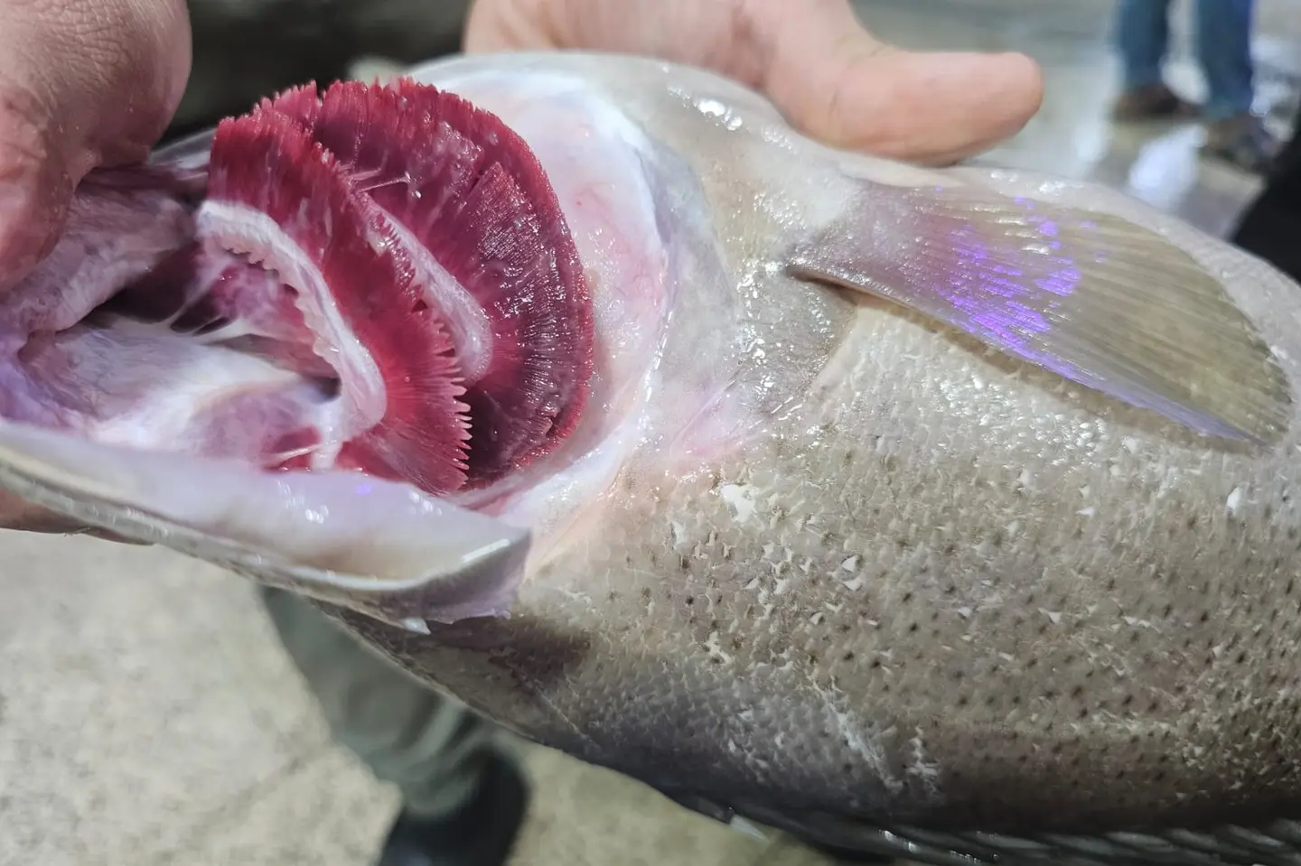 Grouper Fish - Oven