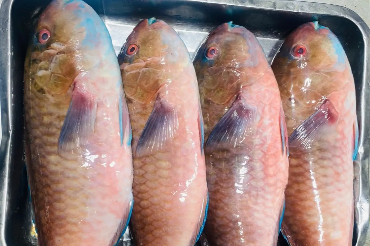Harid Fish - Grilled