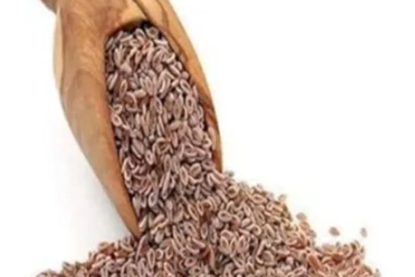 بذور قاطونه - نص