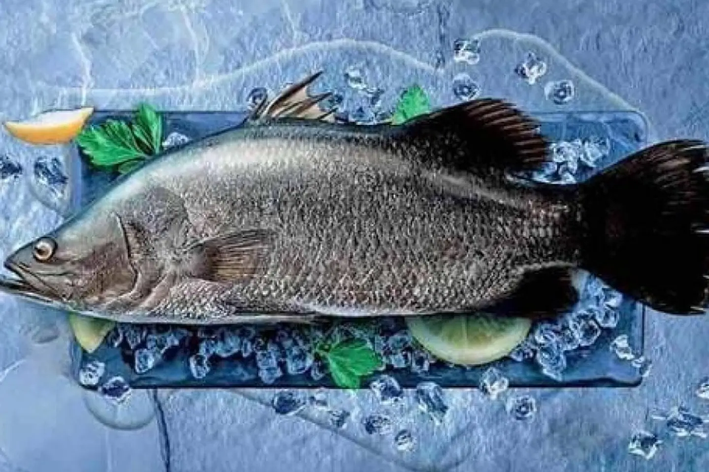 Sea Bass - Kilo
