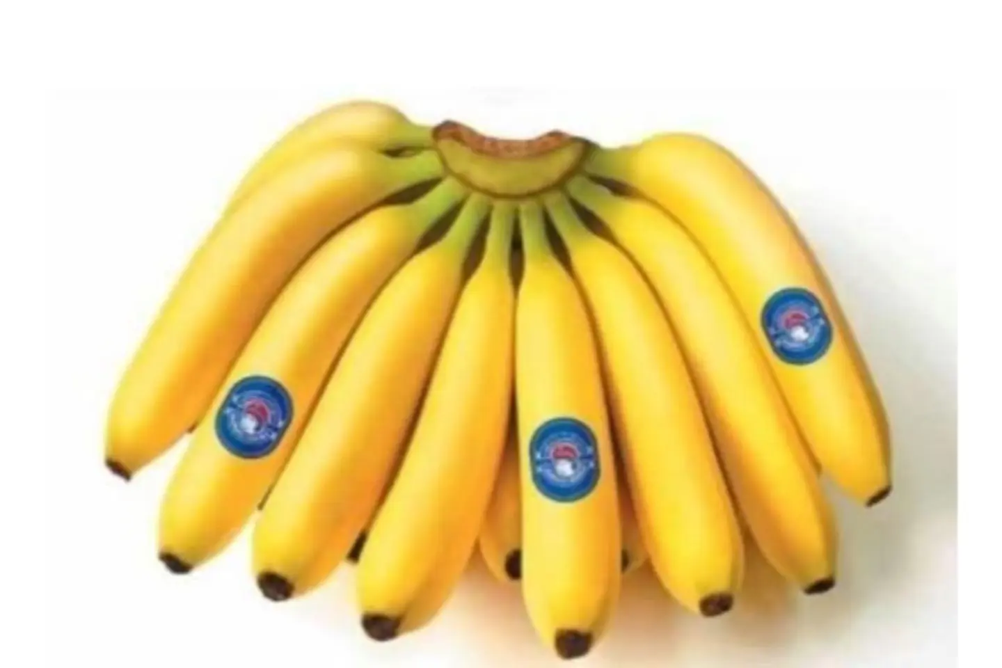 موز صغير - نص