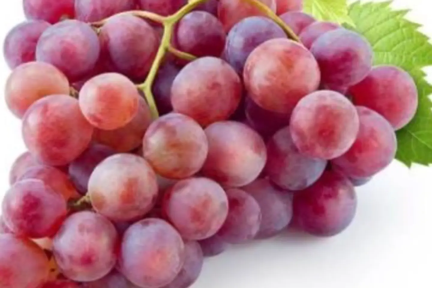 عنب احمر - نص