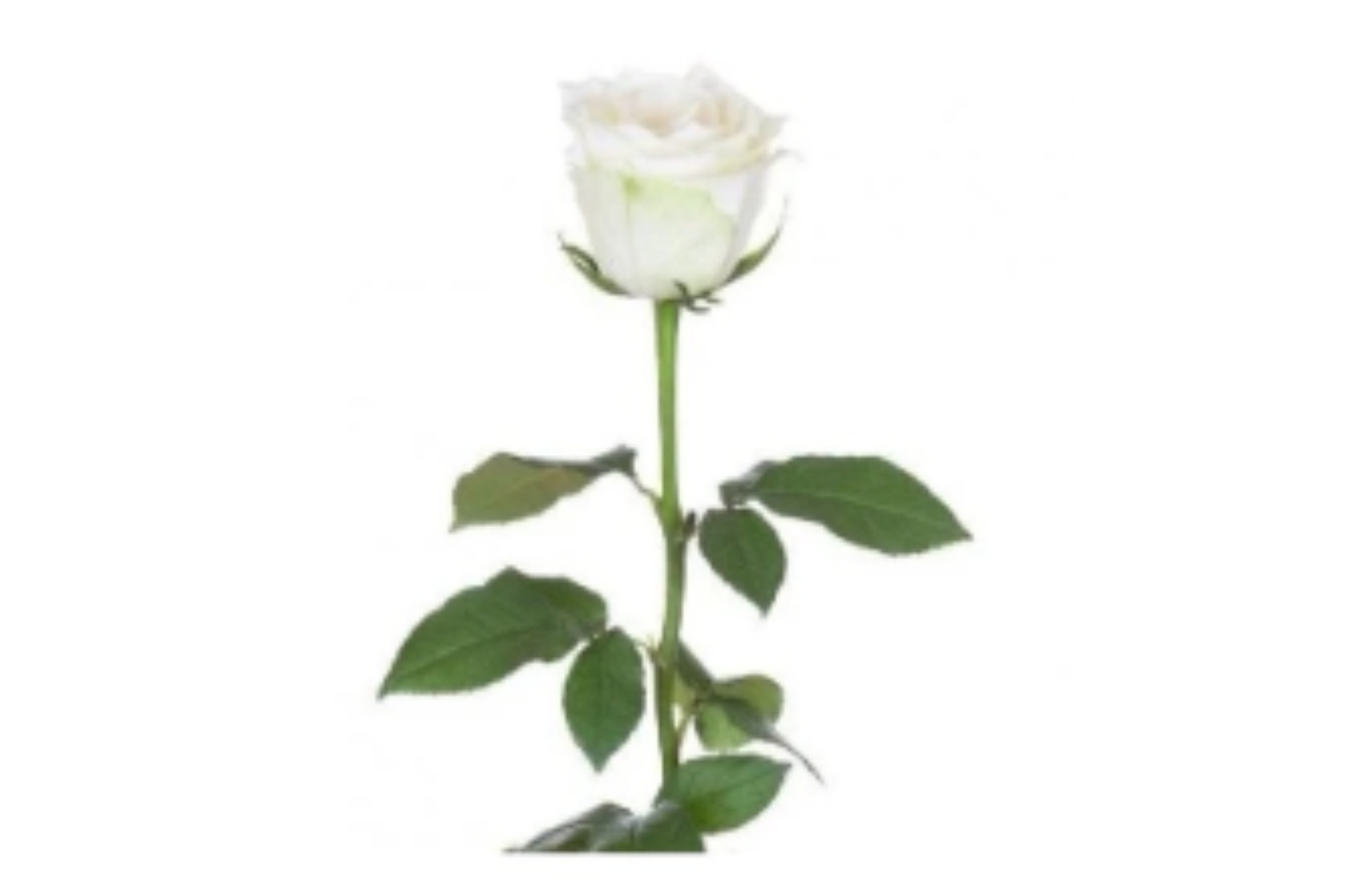 لاكسريجي وردة مفرده حدد لونك ٠٠٠ - ابيض