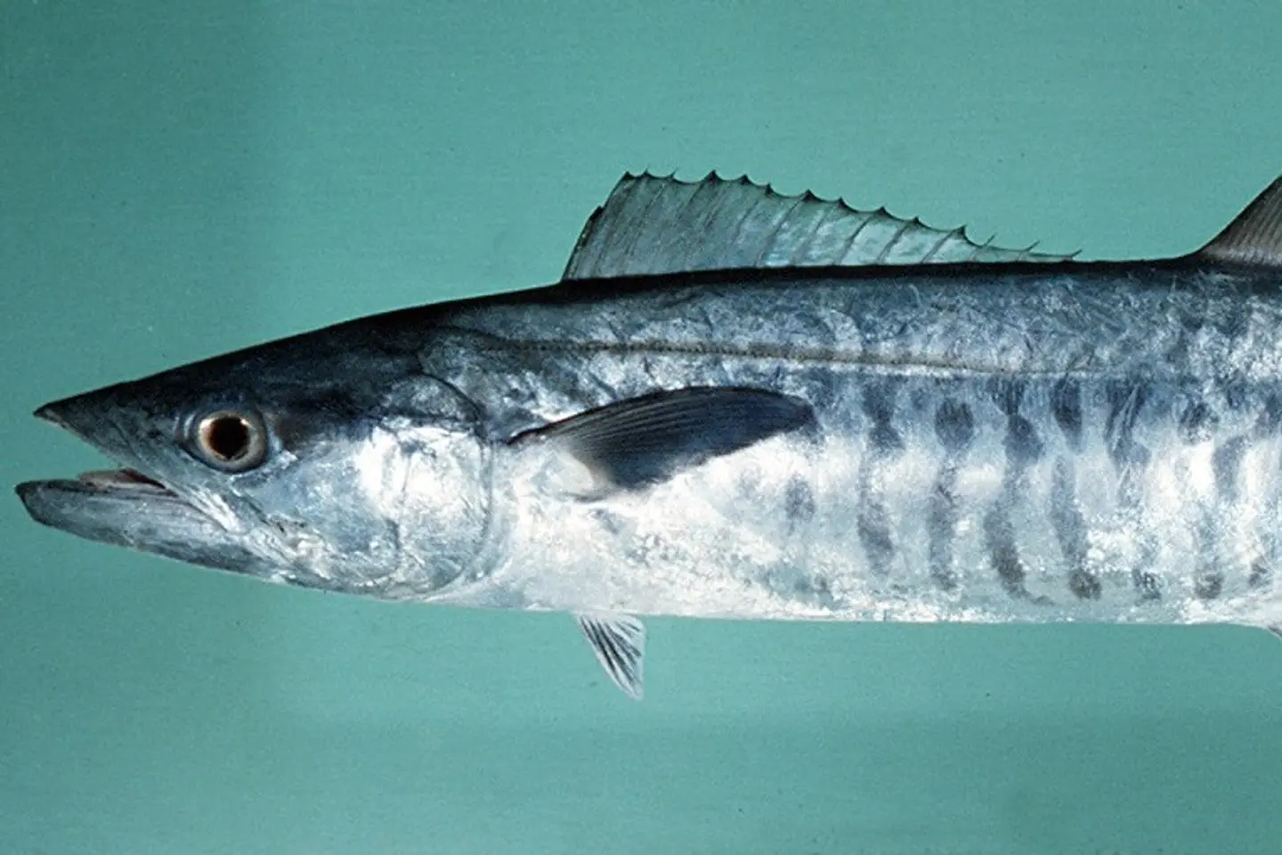 كنعد - نصف كيلو