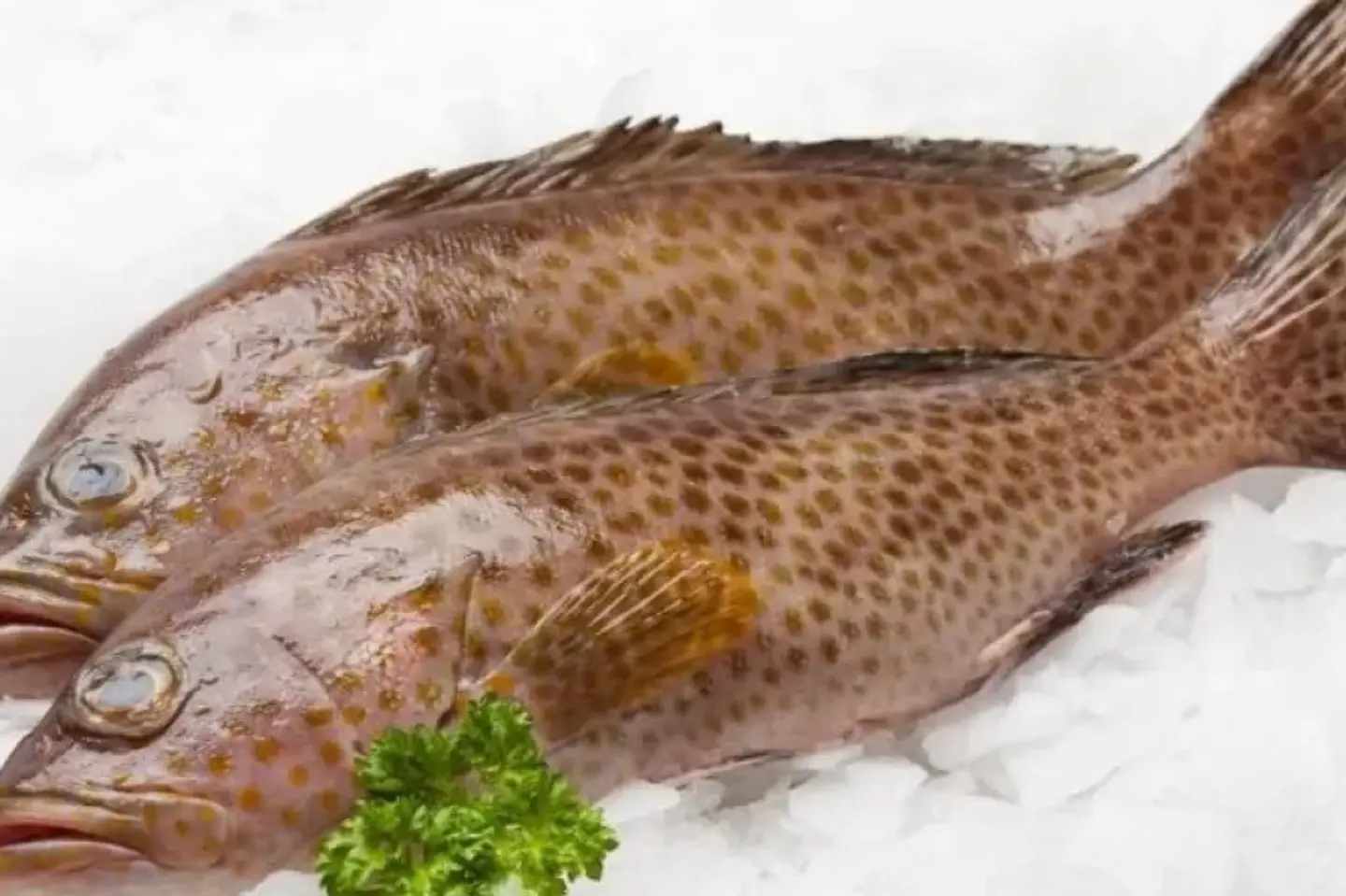 هامور - نصف كيلو