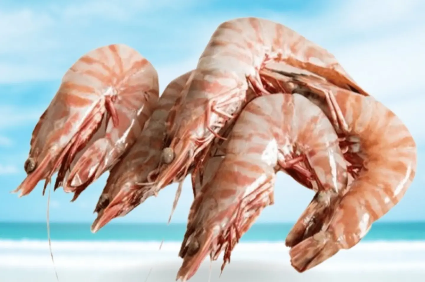 جمبري وسط - نصف كيلو