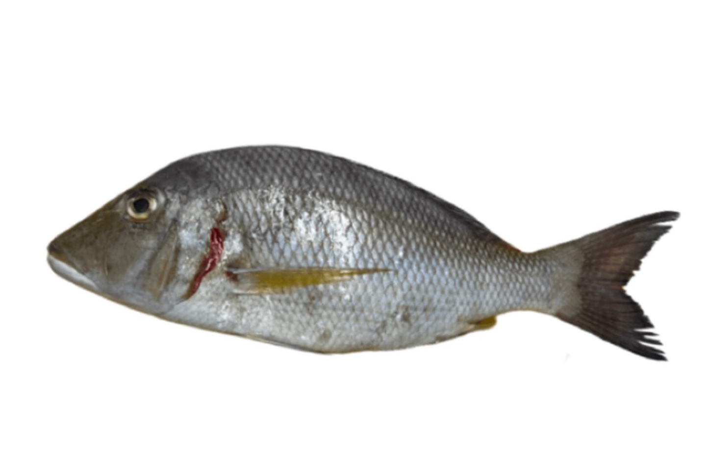 سمك شعور 1 كيلو - مقلي