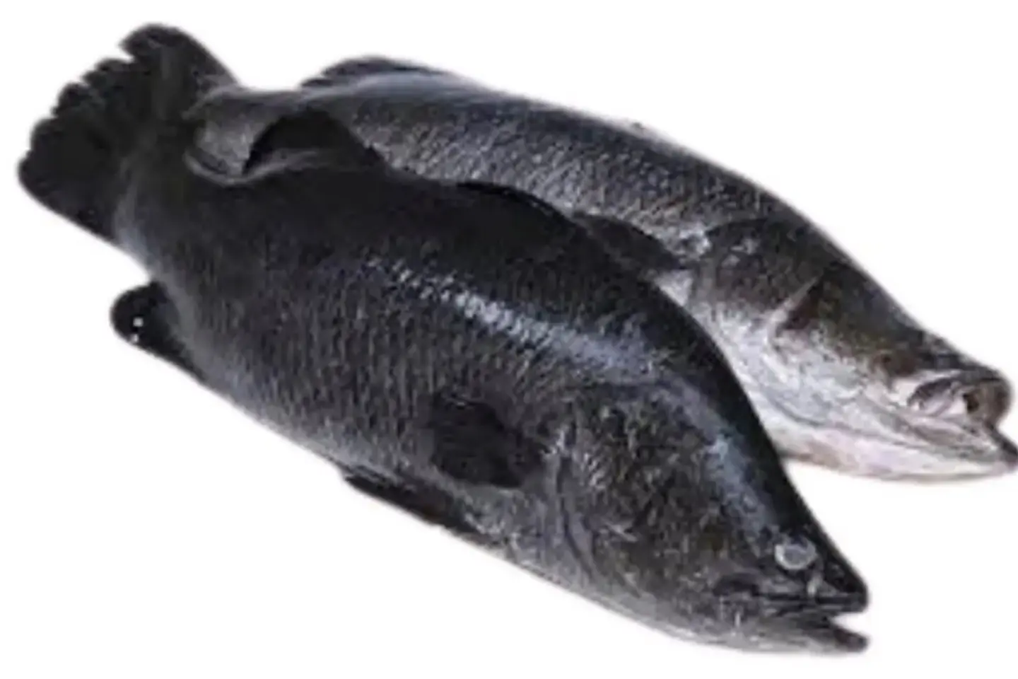 سمك قاروص1 كيلو - مقلي