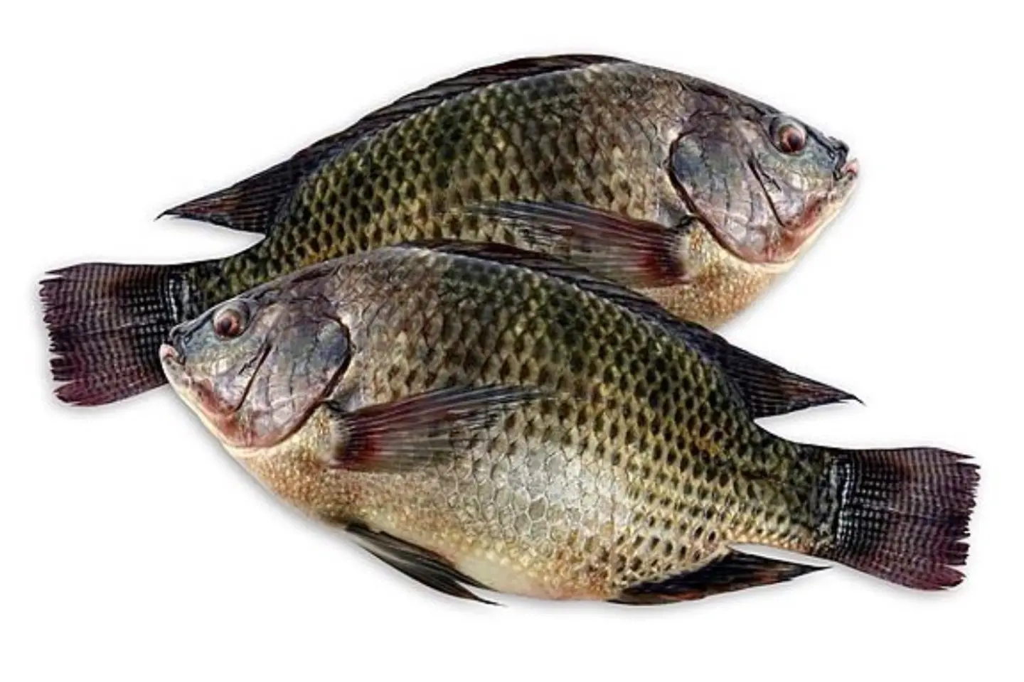 Tilapia Fish 1 Kg - Fried