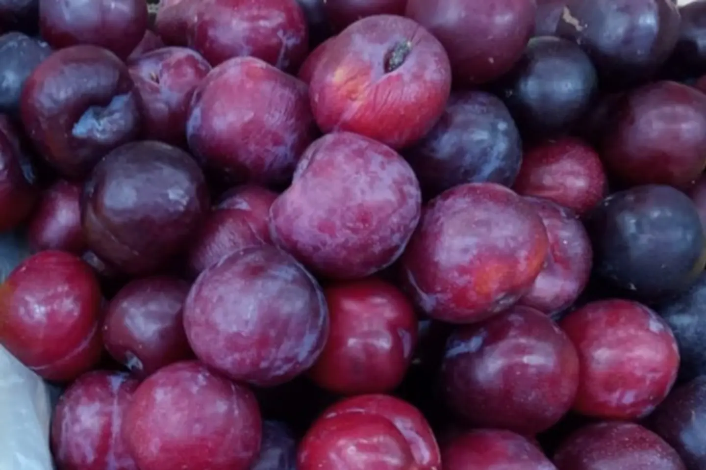 غوجة احمر - ٥٠٠جرام