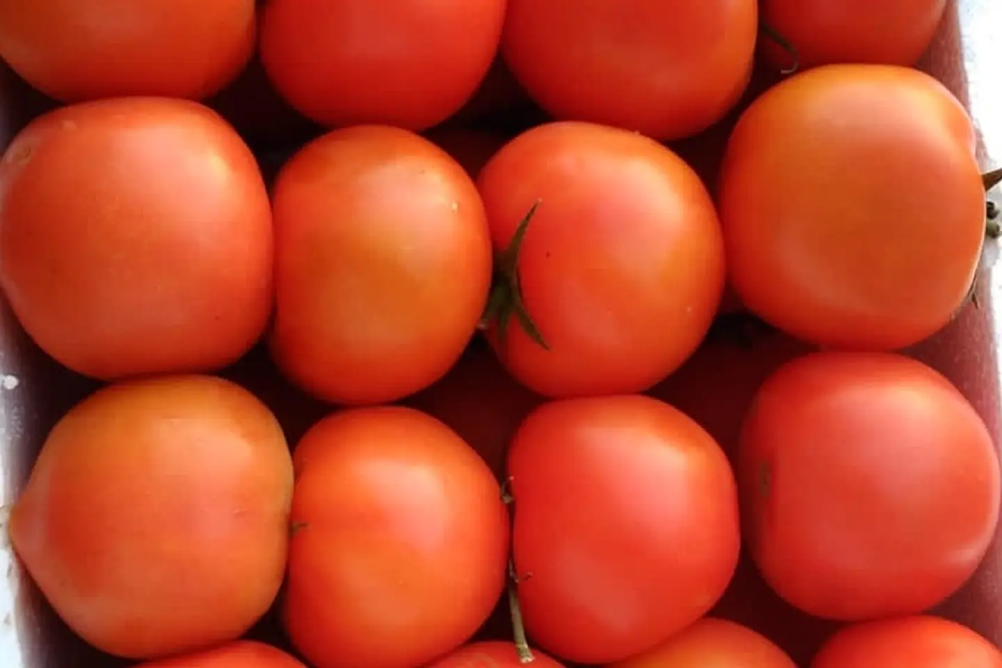 طماطم - ٥٠٠جرام