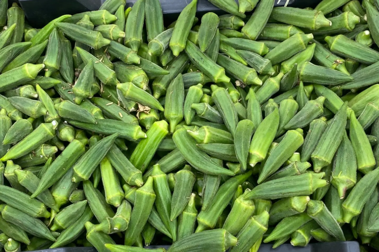 بامية - ١كيلو