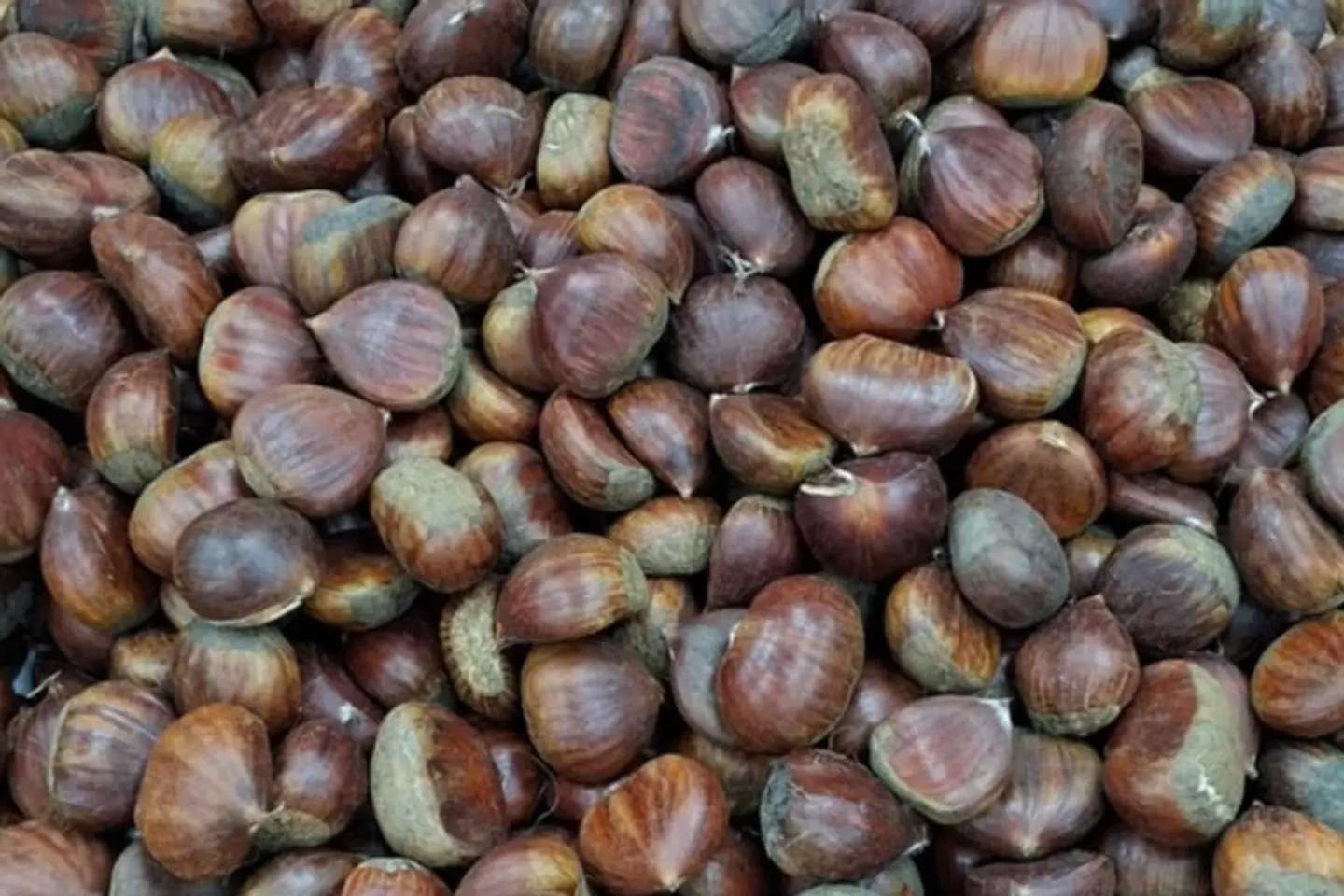 كستنا تركي كيس - ٥٠٠جرام