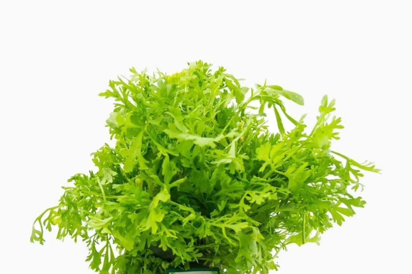 رشاد حزمه - رشاد اخضر