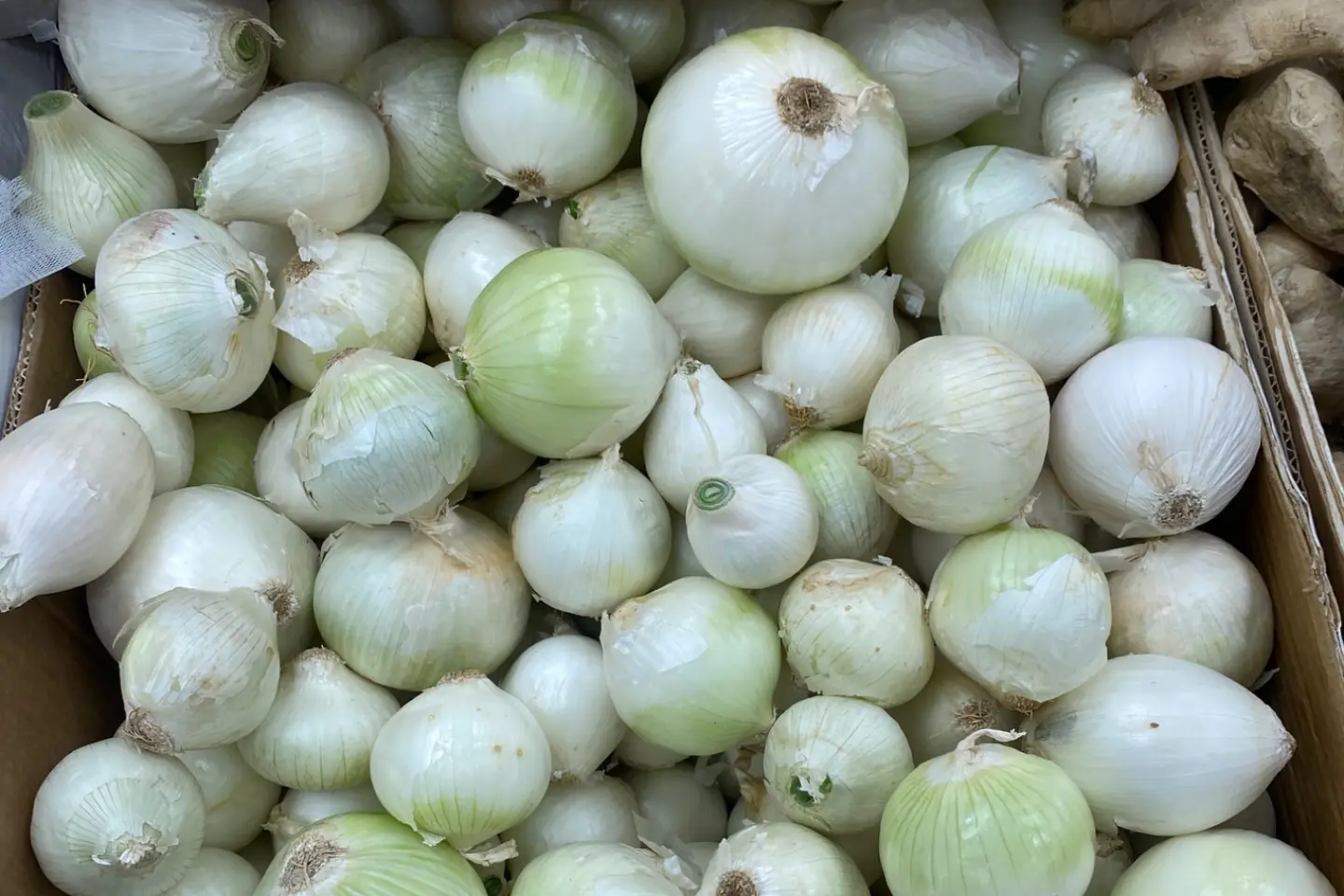 بصل ابيض - ٥٠٠جرام