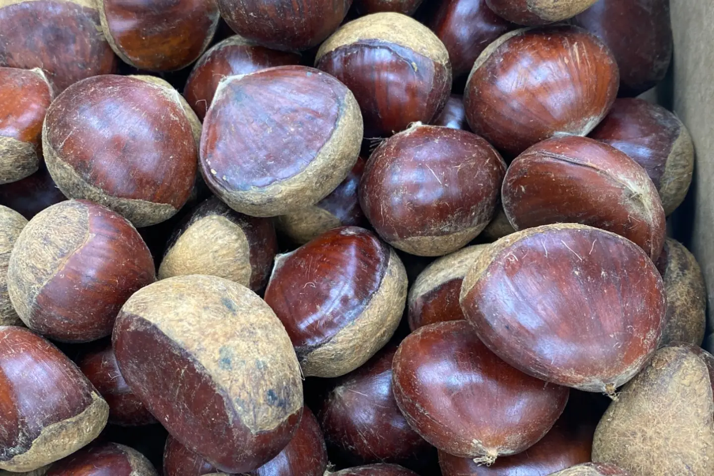 بو فروه صيني - ٥٠٠جرام