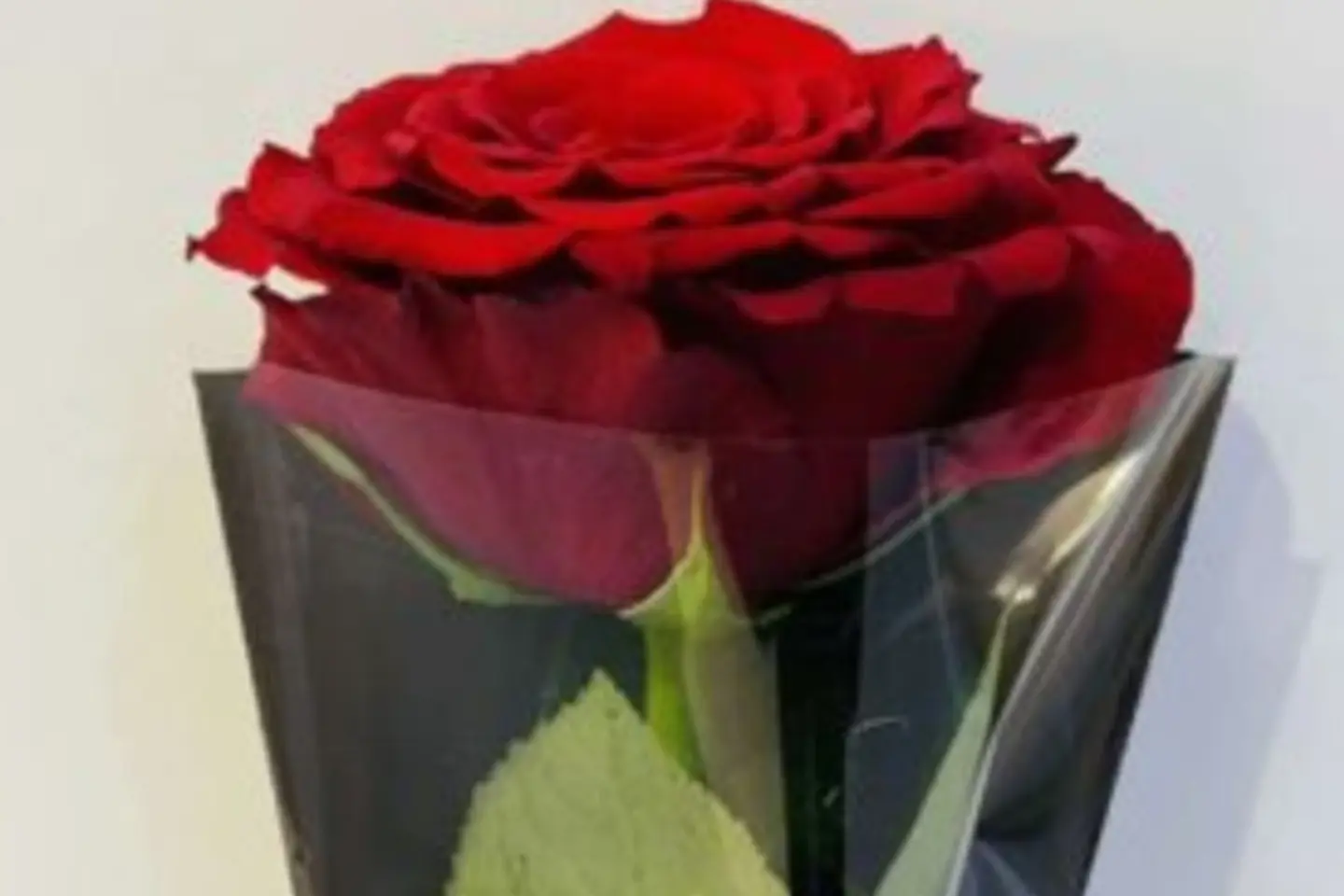 وردة جوري - احمر