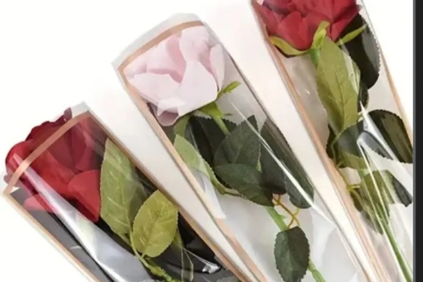 وردة جوري - لون الوردة ابيض