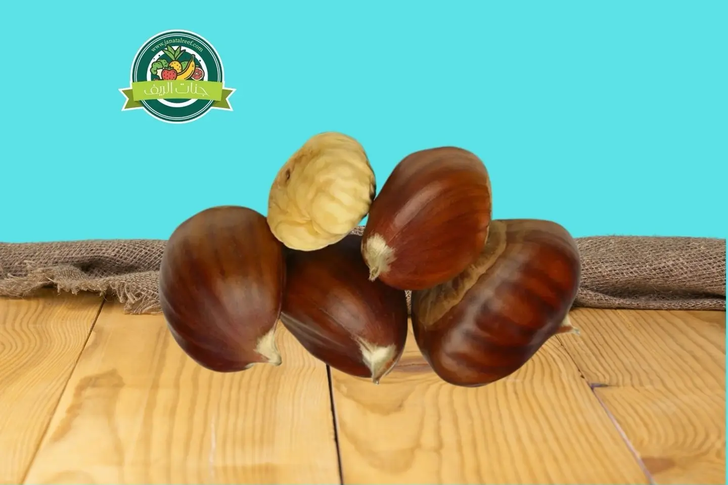 كستناء مميزة - نص كيلو كستناء